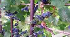 2024, quale vendemmia in Liguria?